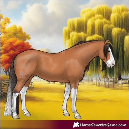 Horse Color:Bay Splash 