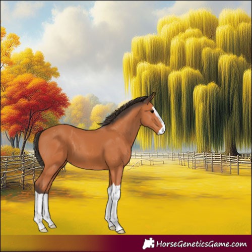 Horse Color:Bay Splash 