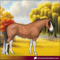 Horse Color:Bay Splash 