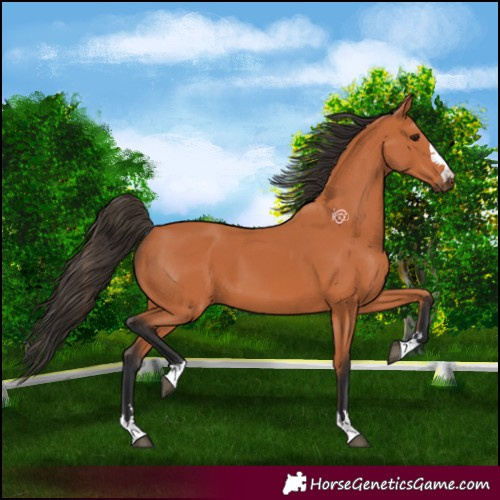 Horse Color:Bay 