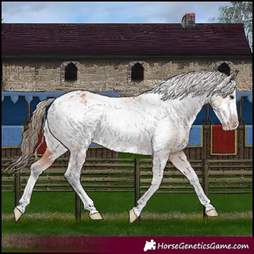 Horse Color:Bay Frame Appaloosa 
