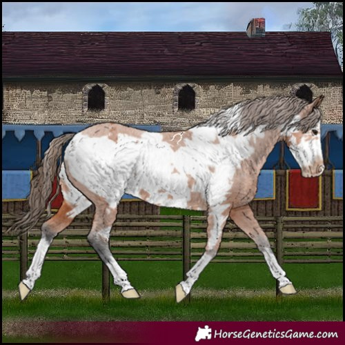 Horse Color:Bay Frame Appaloosa 