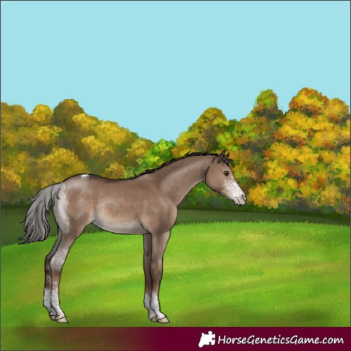 Horse Color:Liver Red Dun Sabino Tobiano Rabicano 