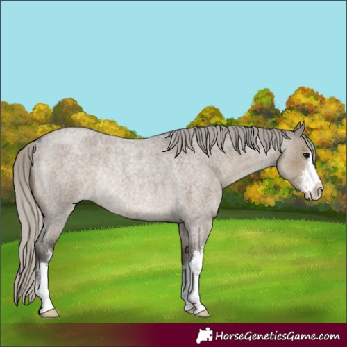 Horse Color:White Spotted Silver Smoky Grullo Roan Rabicano