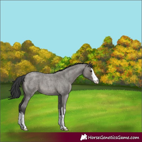 Horse Color:White Spotted Grullo Roan