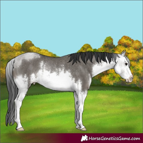 Horse Color:White Spotted Grullo Rabicano