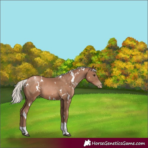 Horse Color:White Spotted Silver Black Pearl Tobiano Rabicano 
