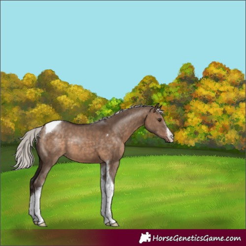 Horse Color:White Spotted Silver Brown Dun Tobiano 