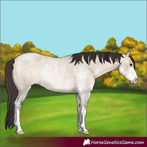 Horse Color:Bay Roan Dun Sabino Rabicano