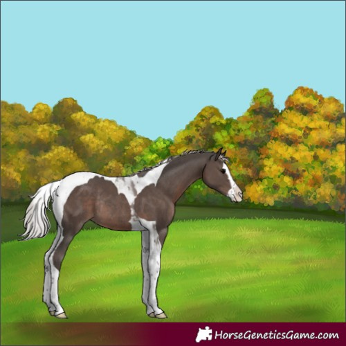 Horse Color:Silver Black Splash Tobiano Rabicano 