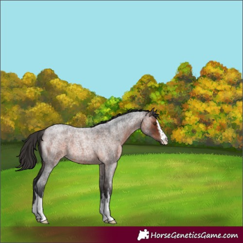 Horse Color:White Spotted Brown Roan