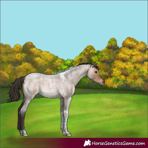 Horse Color:Bay Roan Dun Tobiano Rabicano