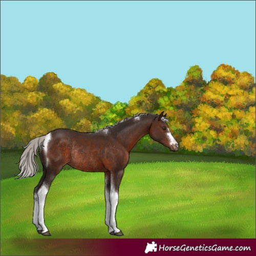 Horse Color:Silver Brown Tobiano Rabicano