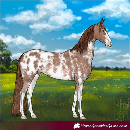 Horse Color:Chestnut Sabino Blanket 