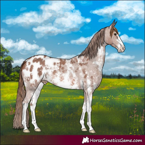 Horse Color:Chestnut Sabino Appaloosa 