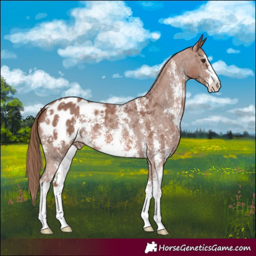Horse Color:Chestnut Sabino Appaloosa 