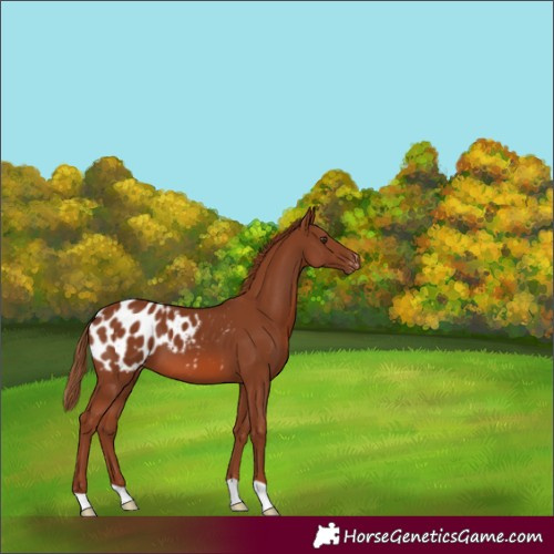 Horse Color:Chestnut Appaloosa 