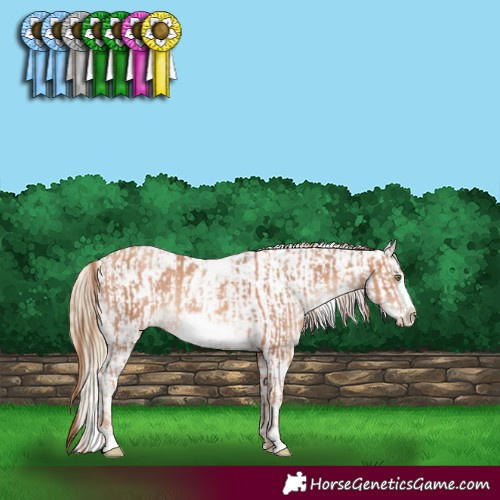 Horse Color:White Spotted Gold Champagne Frame Rabicano  and White Spotted Classic Cream Champagne Pearl Dun Frame Appaloosa Rabicano 