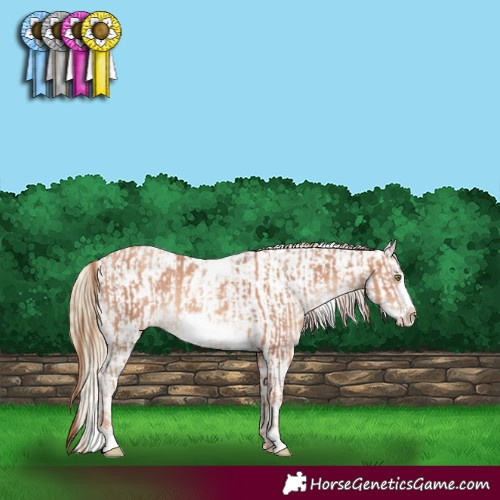 Horse Color:White Spotted Gold Champagne Frame Rabicano  and White Spotted Classic Cream Champagne Pearl Dun Frame Appaloosa Rabicano 