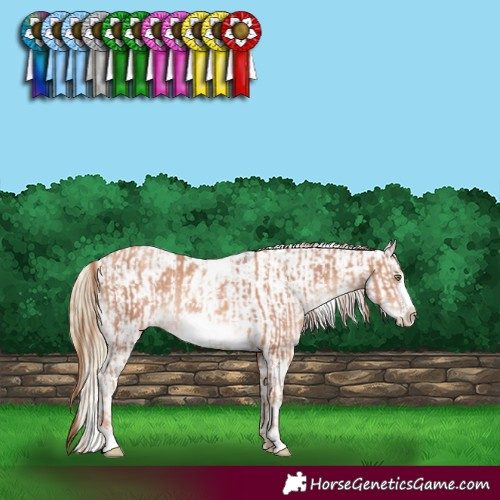 Horse Color:White Spotted Gold Champagne Frame Rabicano  and White Spotted Classic Cream Champagne Pearl Dun Frame Appaloosa Rabicano 