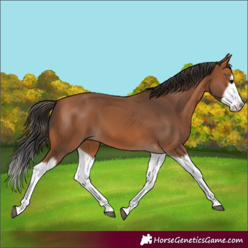 Horse Color:Bay Splash Frame 