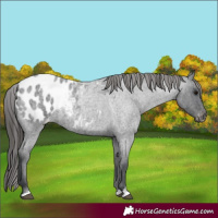 Horse Color:Blue Roan Blanket
