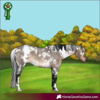 Horse Color:Gray White Spotted Brown Roan Dun Appaloosa 