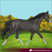 Horse Color:Black 