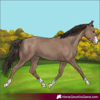 Horse Color:Classic Champagne 
