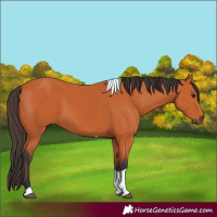 Horse Color:Bay Tobiano 