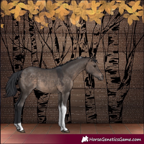 Horse Color:Brown Dun Tobiano Rabicano 