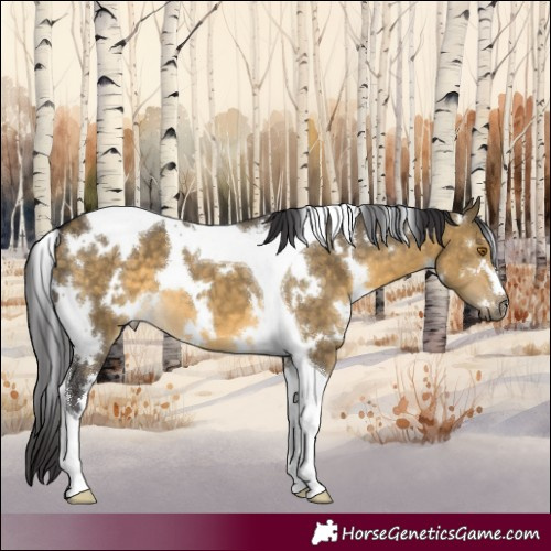 Horse Color:White Spotted Buckskin Dun Tobiano 