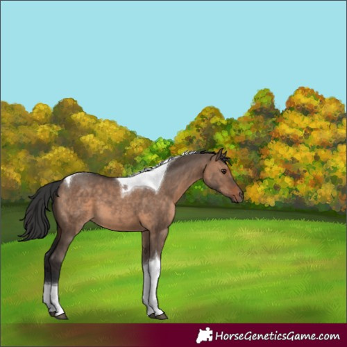 Horse Color:Brown Dun Tobiano 