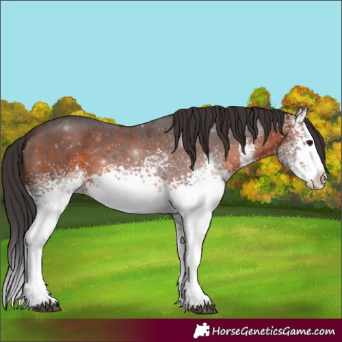 Horse Color:White Spotted Brown Splash 