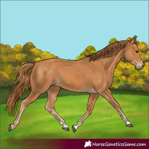 Horse Color:Chestnut 