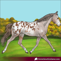 Horse Color:Chestnut Sabino Appaloosa Rabicano
