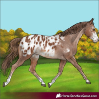Horse Color:Chestnut Sabino Appaloosa Rabicano