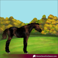 Horse Color:Void White Spotted Chestnut Tobiano 