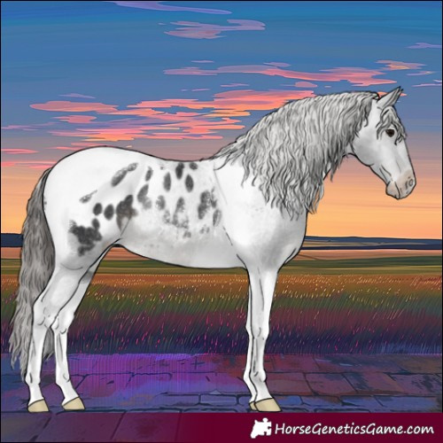 Horse Color:Black Tobiano Appaloosa Rabicano 
