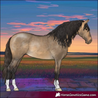 Horse Color:Buckskin Dun Rabicano 