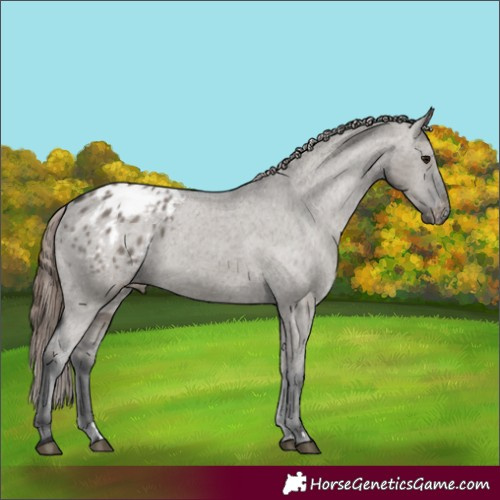 Horse Color:Grullo Appaloosa 