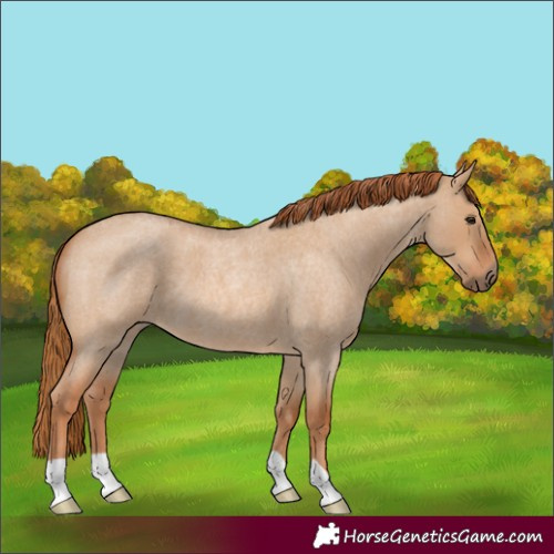 Horse Color:Red Dun Roan 