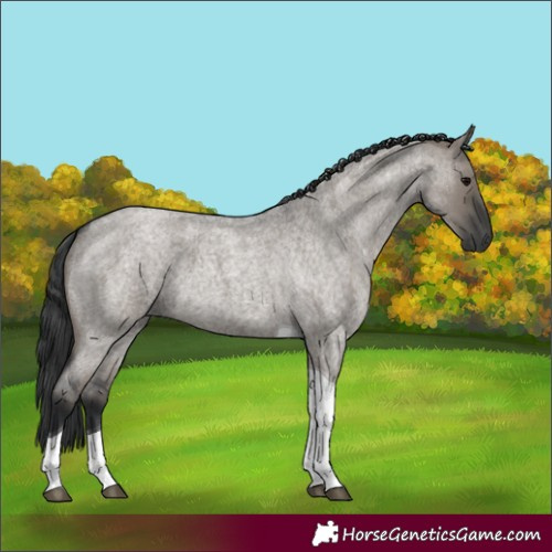 Horse Color:Grullo Roan Tobiano 