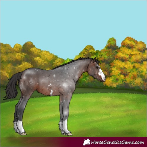 Horse Color:Unknown 