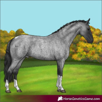 Horse Color:Blue Roan Tobiano 