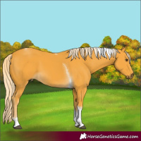 Horse Color:Palomino Tobiano 