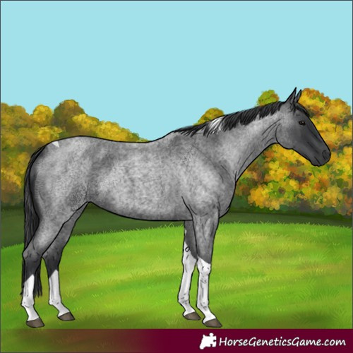 Horse Color:Blue Roan Tobiano 