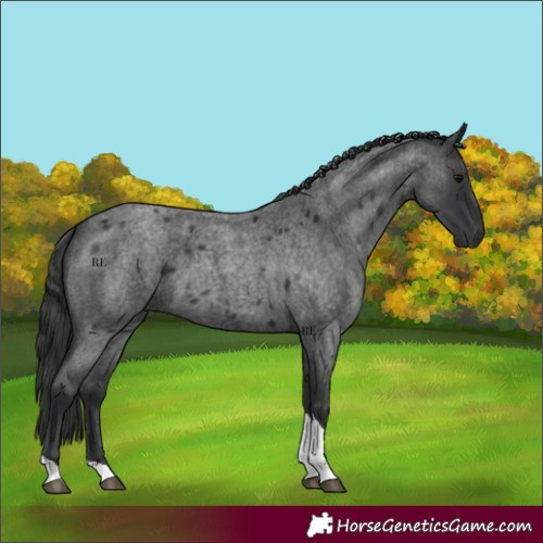 Horse Color:Blue Roan Tobiano 