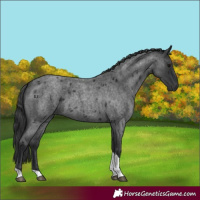 Horse Color:Blue Roan Tobiano 