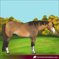 Horse Color:Buckskin 